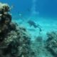 arrecifes condiciones