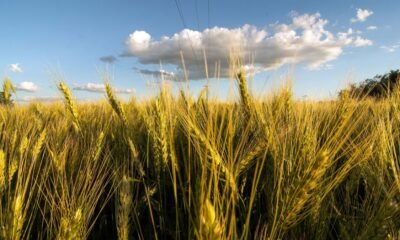 Las lluvias de últimos días permitirán acelerar siembra de soja y detener deterioro del trigo