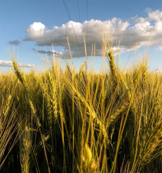 Las lluvias de últimos días permitirán acelerar siembra de soja y detener deterioro del trigo