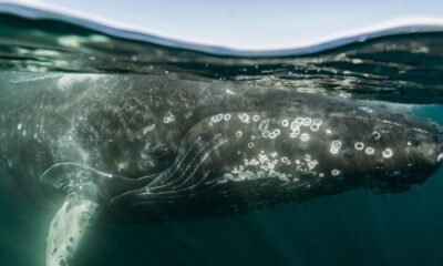 Un estudio reveló los genes que permitieron a las ballenas crecer hasta tamaños gigantescos en comparación con sus antepasados, según publicó hoy la revista científica Scientific Reports.