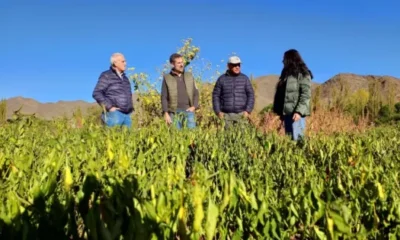 Cachi y Payogasta apuntan al futuro del pimentón con innovación y producción local