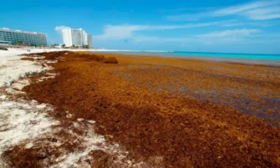 Una marea histórica de sargazo avanza por el Caribe y amenaza las costas de Florida. La floración récord de 31 millones de toneladas