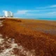Una marea histórica de sargazo avanza por el Caribe y amenaza las costas de Florida. La floración récord de 31 millones de toneladas
