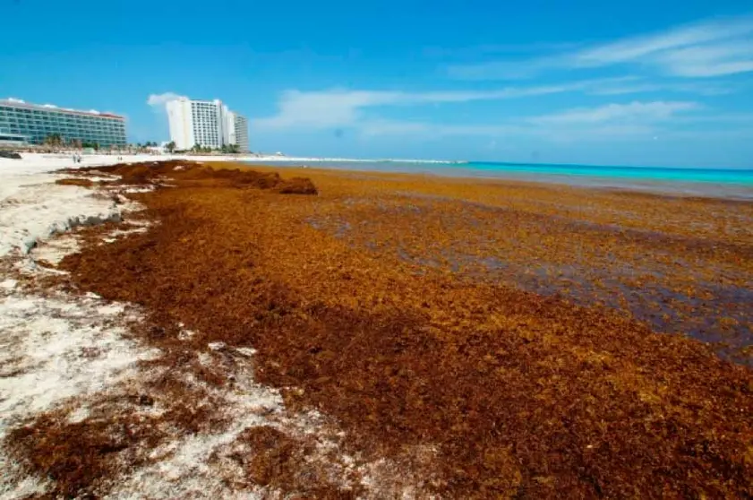 Una marea histórica de sargazo avanza por el Caribe y amenaza las costas de Florida. La floración récord de 31 millones de toneladas